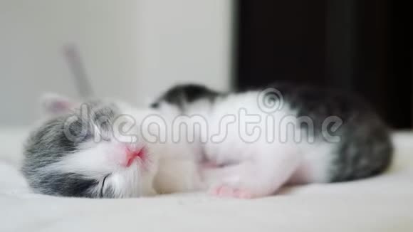 搞笑视频两只宠物可爱新生生活方式小猫睡觉团队在床上宠物概念宠物概念小猫视频的预览图