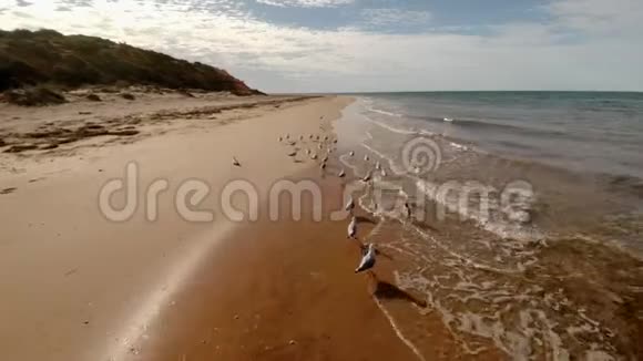 鸟瞰海洋上的海豚视频的预览图