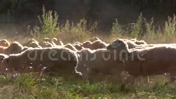 羊群在散步视频的预览图