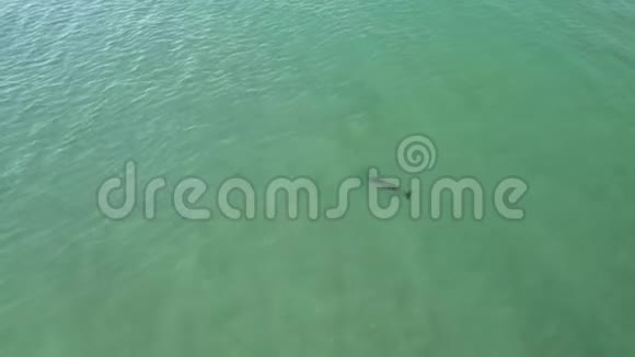 鸟瞰海洋上的海豚视频的预览图