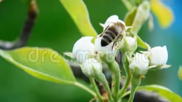 蜜蜂在白花上视频的预览图
