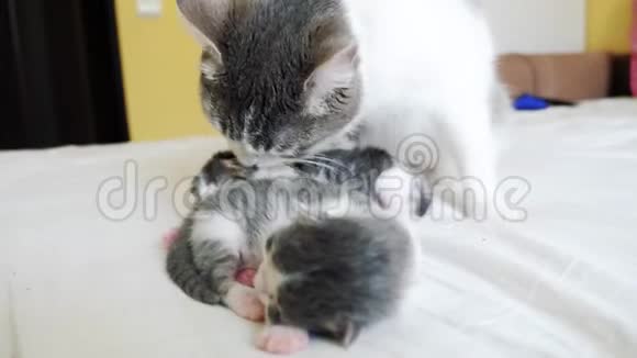 幸福的家庭猫妈妈和新生的小猫孩子们的生活方式猫舔小猫家畜概念视频的预览图