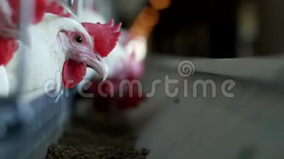 家禽养殖场饲养鸡和蛋鸡啄食饲料特写农场母鸡农业视频的预览图