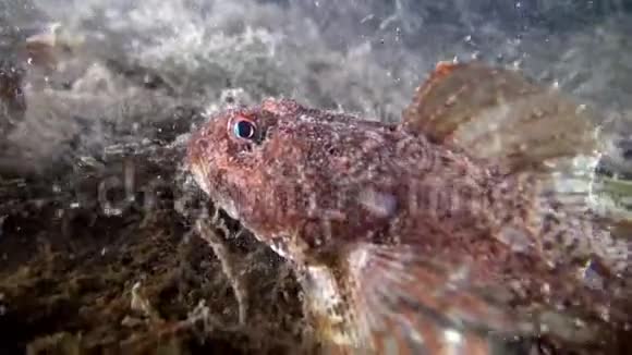 巴伦支海海底的鱼视频的预览图