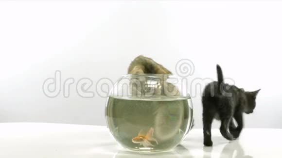 小猫和金鱼视频的预览图
