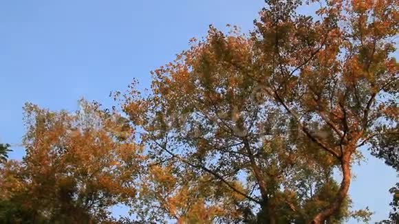 枫叶和蓝天视频的预览图