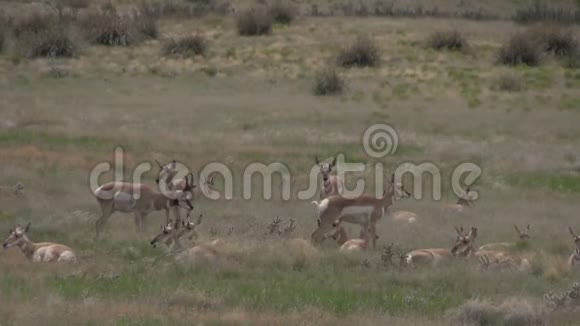 叉角羚羊群视频的预览图