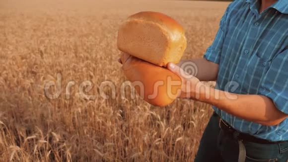 老农夫面包师拿着一个金色的面包和面包在麦田对抗蓝天慢生活方式视频视频的预览图