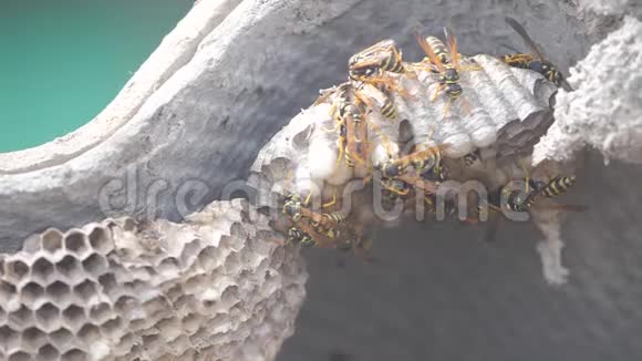 屋脊下的黄蜂病虫害黄蜂窝狂野黄蜂慢动作视频过敏危害生活方式危害视频的预览图