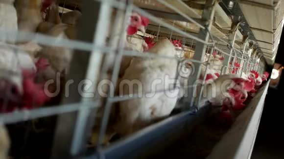 家禽养殖场饲养鸡和蛋鸡啄饲料特写工厂母鸡农业视频的预览图