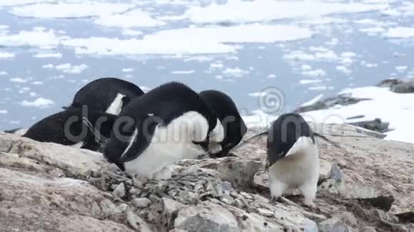 阿德利企鹅视频的预览图