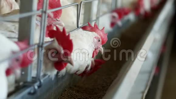 家禽养殖场饲养鸡和蛋鸡啄饲料特写工厂母鸡工业视频的预览图