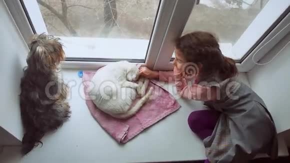 女孩和宠物猫和狗一只宠物看着窗外猫睡觉视频的预览图