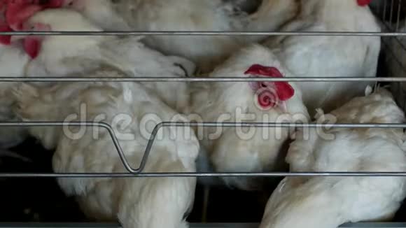 家禽养殖场饲养鸡和蛋鸡啄饲料特写工厂母鸡啄食视频的预览图