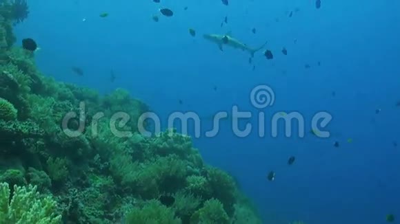 珊瑚礁上的鹰射线视频的预览图