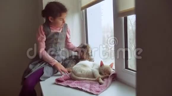 少女和宠物猫狗宠物看着窗外猫睡觉视频的预览图