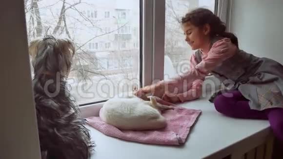 女孩和宠物猫和狗一只看着的宠物走出窗户猫睡觉视频的预览图