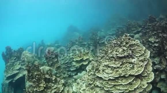 帕劳的珊瑚礁视频的预览图