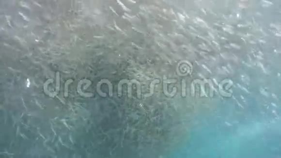 蓝色的水上沙丁鱼视频的预览图