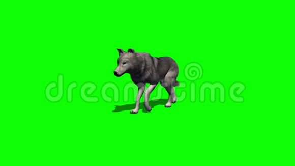 狼不管有无阴影绿屏视频的预览图