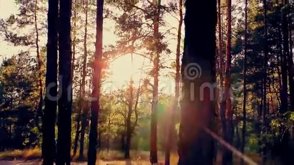 日落时的松林视频的预览图
