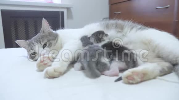 猫幸福的家庭妈妈和新生的小猫孩子们猫喂小猫猫舔生活方式小猫国内视频的预览图