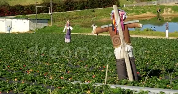 阳光明媚的4k草莓农场视频的预览图