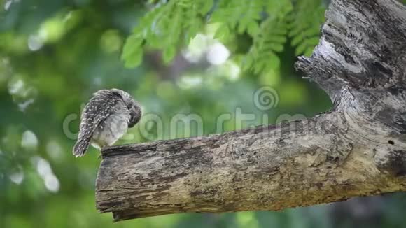 鸟斑点点的猫头鹰树上的猫头鹰视频的预览图