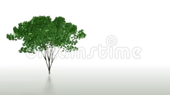 树木生长时间推移叶片下降阿尔法包括股票镜头视频的预览图