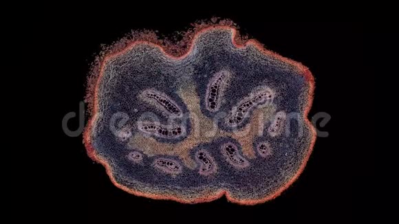显微镜下植物茎横截面切割视频的预览图