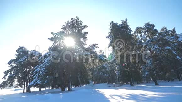 冬松林中雪的阳光运动冻霜圣诞新年树概念新年冬天慢慢慢慢视频的预览图