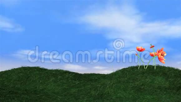 郁金香在绿色的草地上盛开背景上的动画云时间流逝股票镜头视频的预览图
