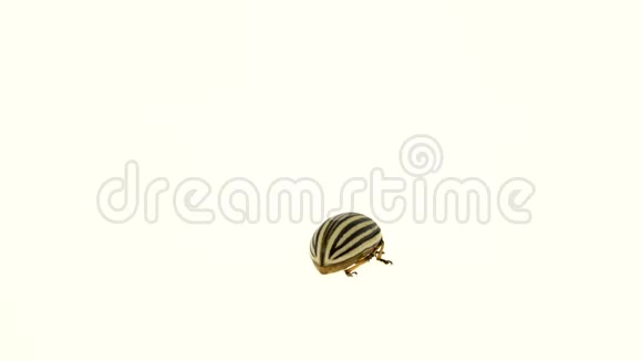 科罗拉多甲虫白色背景视频的预览图