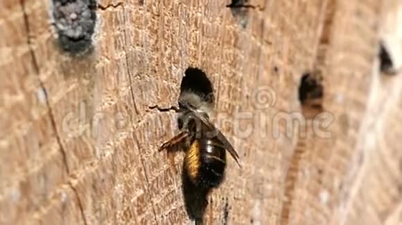 在春天野蜂奥斯米娅比科尼斯在一家昆虫旅馆的庇护箱前飞翔木头制成的树干视频的预览图