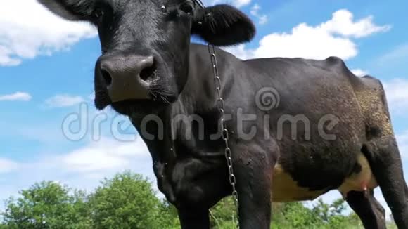 黑牛在草甸上放牧在天空背景上闻到相机的味道慢动作视频的预览图