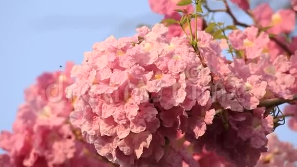 粉红色的花朵塔布维亚玫瑰花春天开花视频的预览图