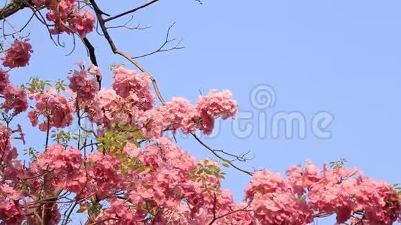 粉红色的花朵塔布维亚玫瑰花春天开花视频的预览图