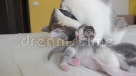 幸福的家庭猫妈妈和新生的小猫孩子们猫喂小猫猫舔小猫家庭生活方式视频的预览图