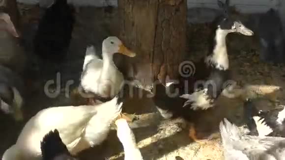 在夏天的农场里鸭子视频的预览图