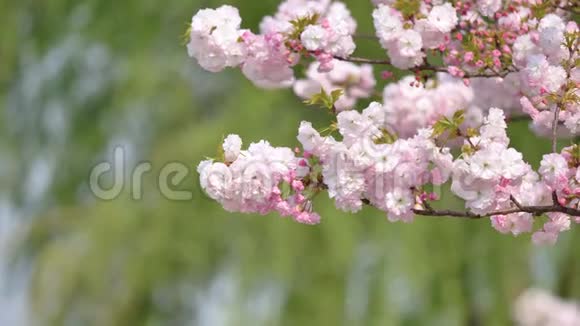 春季系列花卉微风吹拂樱花树枝上小簇樱花近景视频的预览图