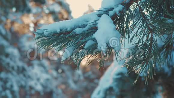 日落时松树阳光枝向冬季景观眩光冬天松松阳光林中的雪阳光运动视频的预览图