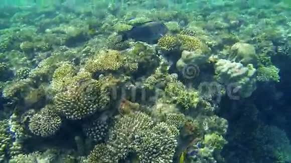 海洋珊瑚和鱼类视频的预览图