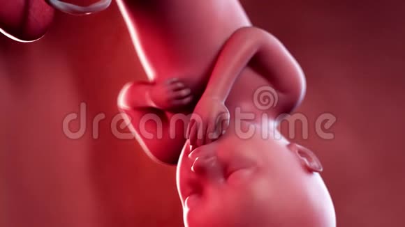 胎儿第36周视频的预览图