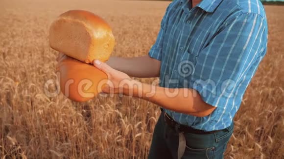 老农夫面包师拿着一个金色的面包和面包在麦田对抗蓝天慢生活方式视频视频的预览图