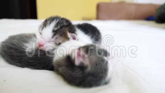 搞笑视频两只宠物可爱新生小猫睡觉团队在床上宠物生活方式概念宠物概念小宠物视频的预览图