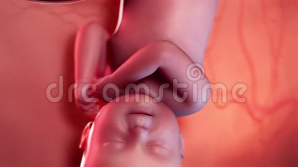 胎儿第40周视频的预览图