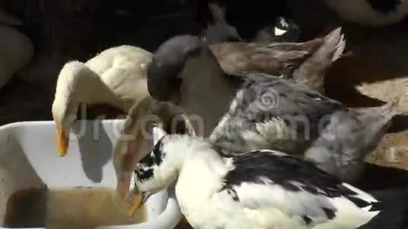 在夏天的农场里鸭子视频的预览图