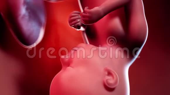 胎儿第37周视频的预览图