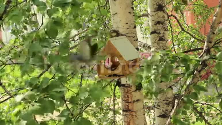 一种木制的喂鸟器视频的预览图