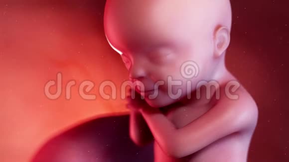 胎儿第30周视频的预览图